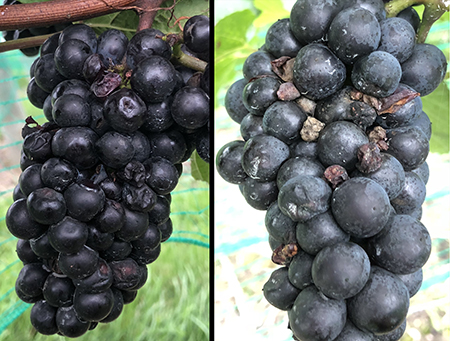 Localized cluster of Pinot Noir